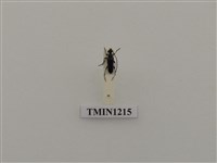 藏品(泉氏滑胸花天牛)的圖片